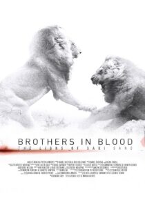 دانلود مستند Brothers in Blood: The Lions of Sabi Sand 2015424819-1408919935