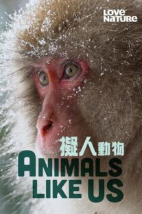دانلود مستند Animals Like Us423066-1333375839